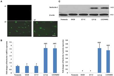 The Effects of Intelectin-1 on Antioxidant and Angiogenesis in HUVECs Exposed to Oxygen Glucose Deprivation